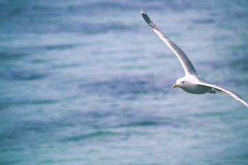 Gull in flight on the waves of the sea