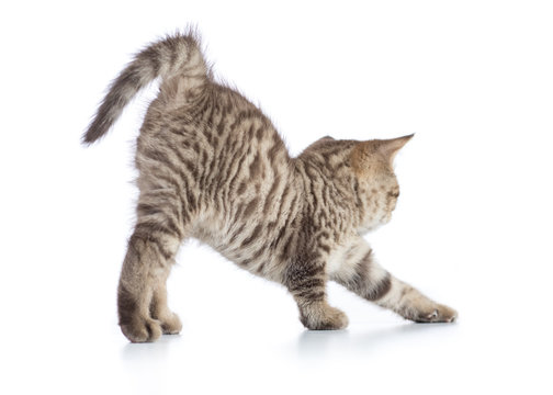 Cute Tabby Cat Kitten Stretching On White Background