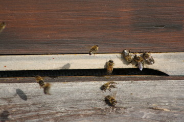 bienen