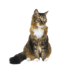 Big cat sitting on white background