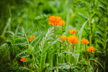 Spring's first wildflowers