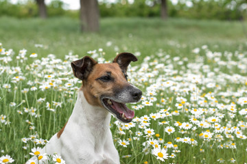 Fox Terrier young dog is sitting on the green field chamomiles, and smiles