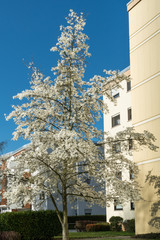 Weiß blühender Oleander vor einem Wohnblock