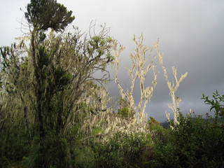 Tanzania, Landscape at Kilimanjaro, tropical mountain rainforest, lichens on the trees