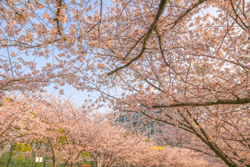 Sakura