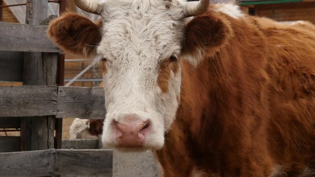 Close-up of head of a cow chews grass. cattle on a farm. slow motion
