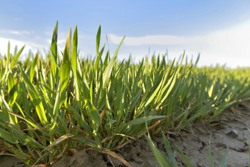 line of green leaf of young wheat in a field under blue sky ve