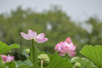 Fototapeta premium blooming Hasu