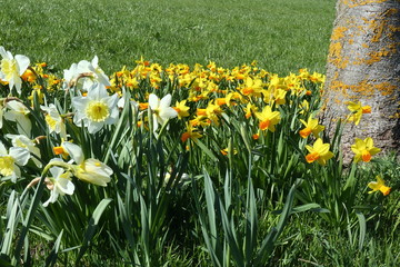 gelbe Narzissen im Frühjahr