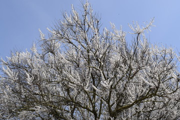 Spring flowering trees. Pollination of flowers of apricot. Blooming wild apricot in the garden