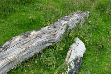Fototapeta na wymiar a piece of old tree trunk lies in the grass