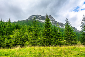 Scenery of mountains at spring, landscape with pine forest and meadow with fresh green grass