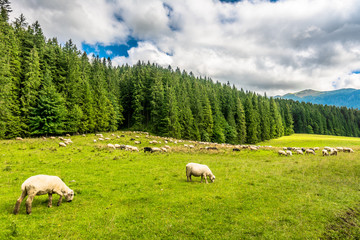 Mountain meadow with sheep herd, rural scene