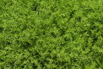 Young shoots of chamomile. Carpet of chamomile. Chamomile leaves.