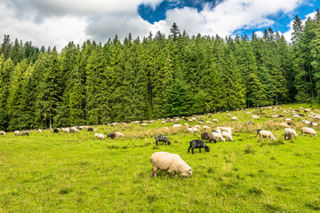 Fototapeta premium Flock of sheep on meadow, spring landscape with fresh green grass