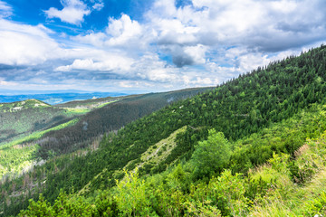 Naklejka na ściany i meble Pine forest on green hills in Tatra Mountains, landscape, Poland