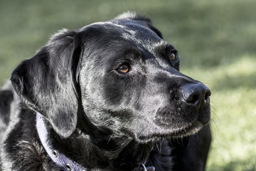 Close up of Labrador lying in the sun.