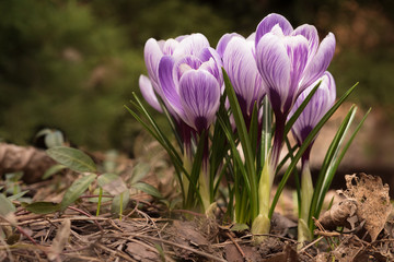 Group of spring crocuses in the forest. Violet flowers on the background of old foliage.
