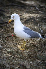 gull sociable and hungry on the ground