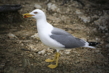gull sociable and hungry on the ground