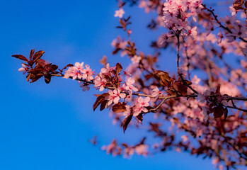 Sakura Cherry Blossom Blue Sky