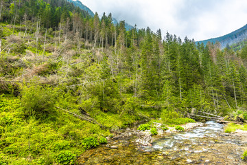 Obraz premium Mountain stream and pine forest, spring landscape