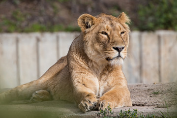 Naklejka na ściany i meble Female Lion in captivity 