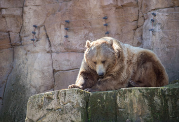 Brown bear in captivity in a zoo