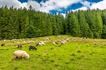 Fototapeta premium Flock of sheep on meadow in spring, landscape with fresh grass and green forest