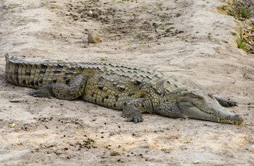 Orinoco crocodile (Crocodylus intermedius)