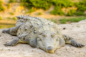 Orinoco crocodile (Crocodylus intermedius)