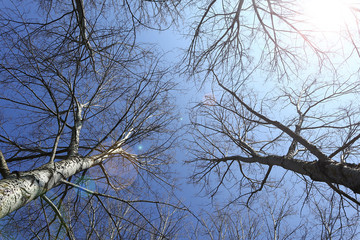 Blick durch Äste in den Himmel