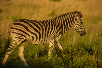 Zebra walking - side view