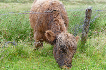 Scotland, Scottish Highland Cattle