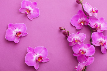 the beautiful orchid flowers