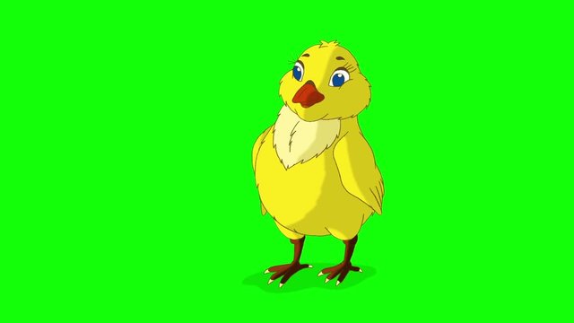 Yellow Chicken Stands and Pecks Chroma Key