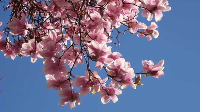 Magnolia rosa in primavera