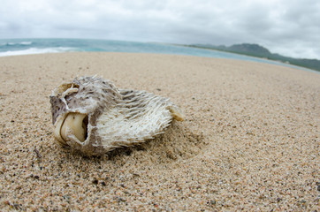 Fototapeta premium Dead fish washed ashore after a hurricane