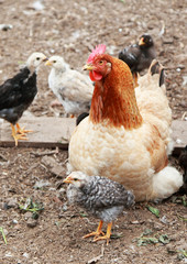 Chicken together with young turkeys walking on farm.