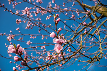 Flowers of a peach tree blossoming agains a blue sky