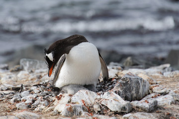 Gentoo penguin with chicks in nest