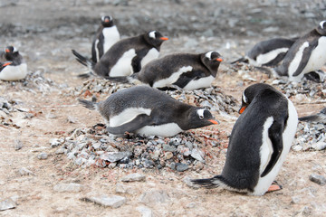 Gentoo penguin in nest aggressive open beak