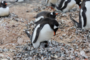 Fototapeta premium Gentoo penguin with chicks in nest
