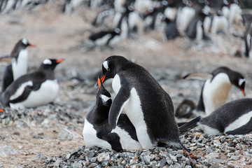 Fototapeta premium Two gentoo penguins have sex