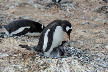 Fototapeta premium Gentoo penguin with chicks in nest