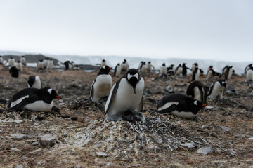 Obraz premium Gentoo penguin with chicks in nest