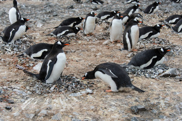 Fototapeta premium Gentoo penguin put stone in nest