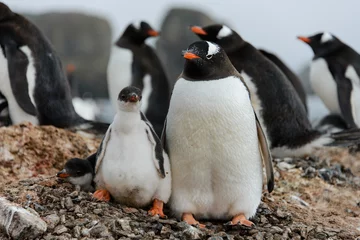 Photo sur Plexiglas Pingouin Manchot papou avec des poussins au nid