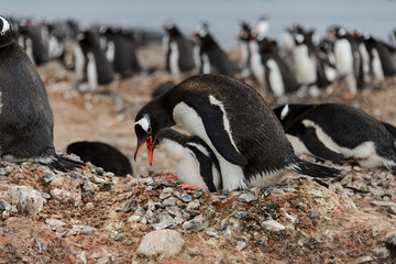 Fototapeta premium Gentoo penguin with chicks in nest