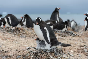 Papier Peint photo autocollant Pingouin Gentoo penguin with chicks in nest